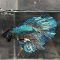 the-fish-farm Male Betta Male Betta - One Only - 4 Choose your favourite Male Betta from The Fish Farm Australia