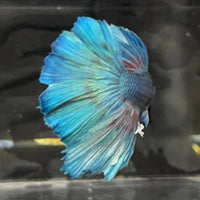 the-fish-farm Male Betta Male Betta - One Only - 4 Choose your favourite Male Betta from The Fish Farm Australia