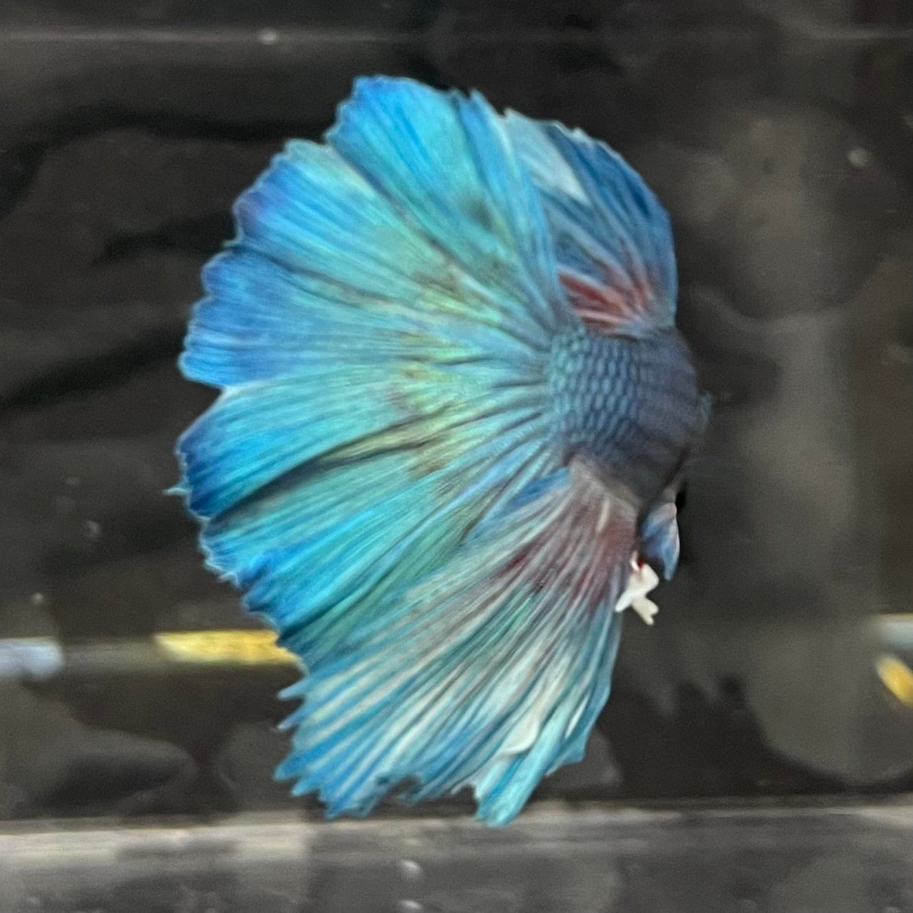 the-fish-farm Male Betta Male Betta - One Only - 4 Choose your favourite Male Betta from The Fish Farm Australia