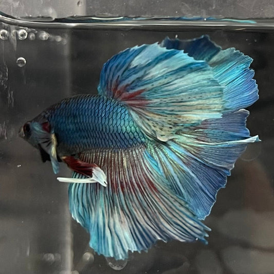the-fish-farm Male Betta Male Betta - One Only - 4 Choose your favourite Male Betta from The Fish Farm Australia