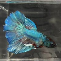 the-fish-farm Male Betta Male Betta - One Only - 4 Choose your favourite Male Betta from The Fish Farm Australia