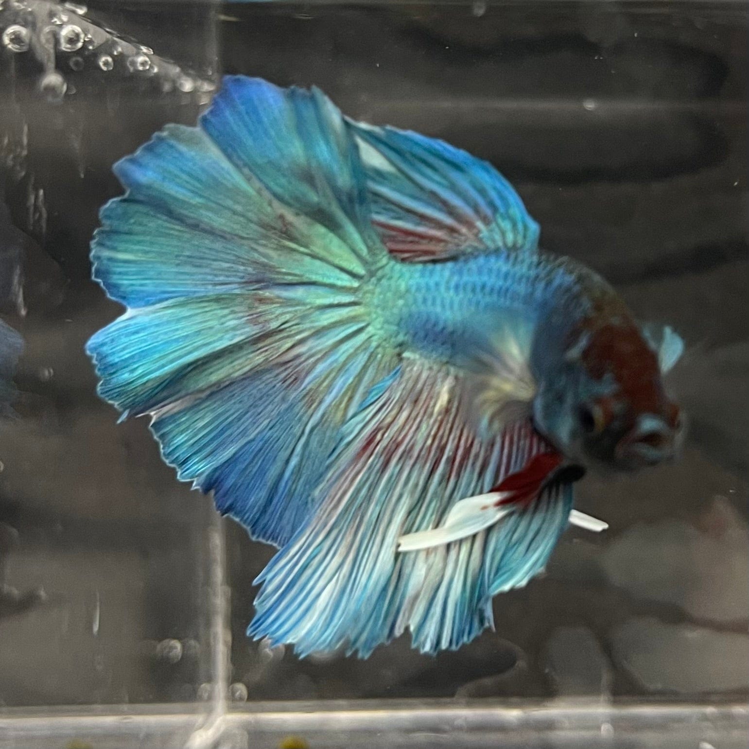 the-fish-farm Male Betta Male Betta - One Only - 4 Choose your favourite Male Betta from The Fish Farm Australia