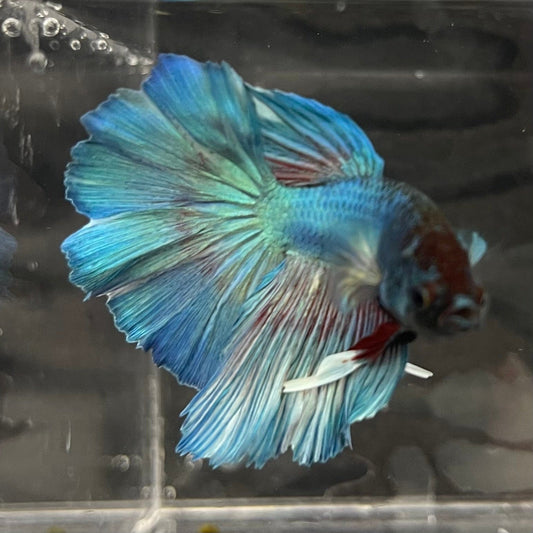 the-fish-farm Male Betta Male Betta - One Only - 4 Choose your favourite Male Betta from The Fish Farm Australia