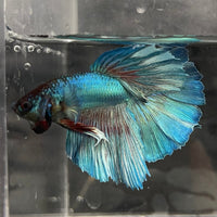 the-fish-farm Male Betta Male Betta - One Only - 4 Choose your favourite Male Betta from The Fish Farm Australia