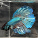 the-fish-farm Male Betta Male Betta - One Only - 4 Choose your favourite Male Betta from The Fish Farm Australia