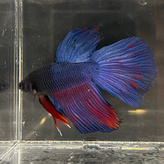 the-fish-farm Male Betta Male Betta - One Only - 4 Choose your favourite Male Betta from The Fish Farm Australia