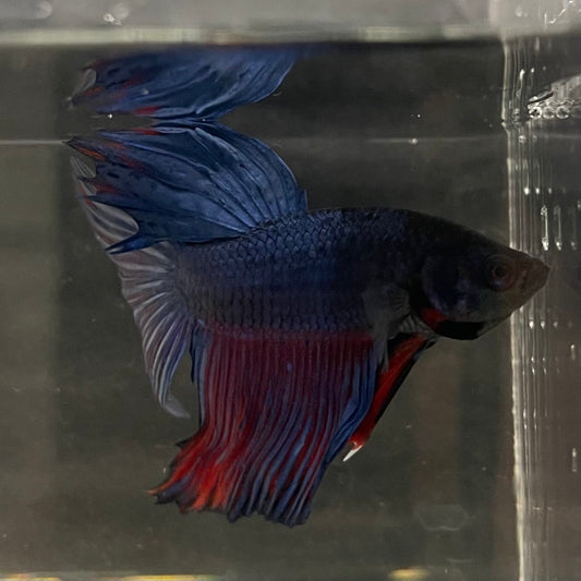 the-fish-farm Male Betta Male Betta - One Only - 4 Choose your favourite Male Betta from The Fish Farm Australia