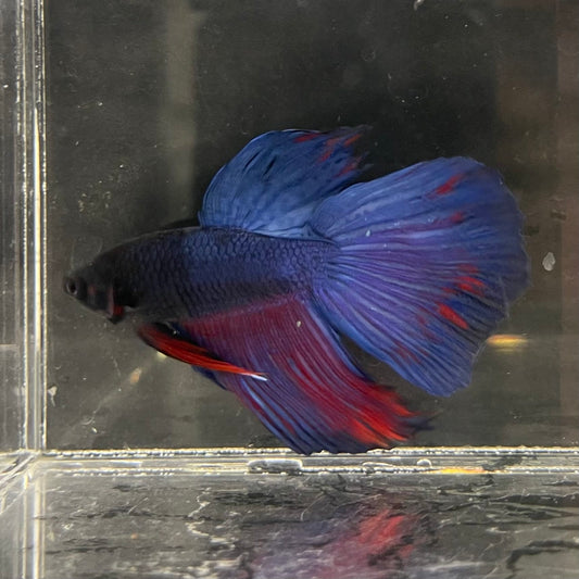 the-fish-farm Male Betta Male Betta - One Only - 4 Choose your favourite Male Betta from The Fish Farm Australia