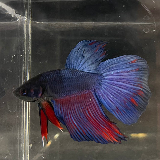 the-fish-farm Male Betta Male Betta - One Only - 4 Choose your favourite Male Betta from The Fish Farm Australia