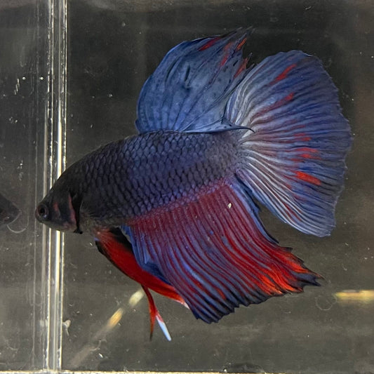 the-fish-farm Male Betta Male Betta - One Only - 4 Choose your favourite Male Betta from The Fish Farm Australia