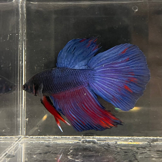 the-fish-farm Male Betta Male Betta - One Only - 4 Choose your favourite Male Betta from The Fish Farm Australia