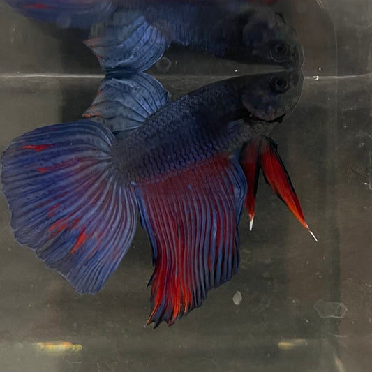 the-fish-farm Male Betta Male Betta - One Only - 4 Choose your favourite Male Betta from The Fish Farm Australia