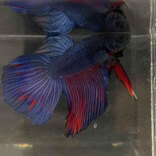 the-fish-farm Male Betta Male Betta - One Only - 4 Choose your favourite Male Betta from The Fish Farm Australia