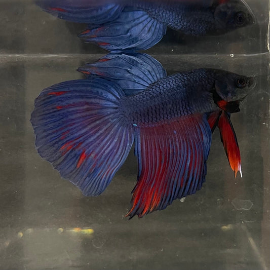 the-fish-farm Male Betta Male Betta - One Only - 4 Choose your favourite Male Betta from The Fish Farm Australia