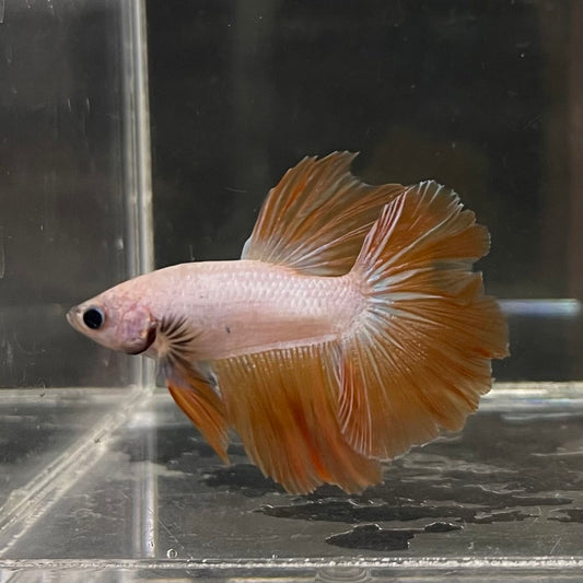 the-fish-farm Male Betta Male Betta - One Only - 4 Choose your favourite Male Betta from The Fish Farm Australia