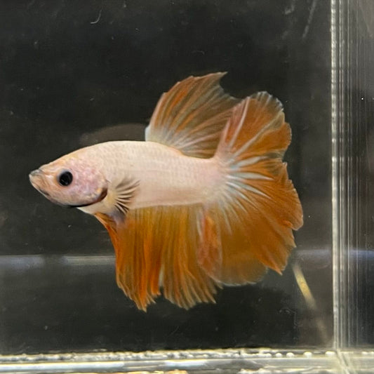 the-fish-farm Male Betta Male Betta - One Only - 4 Choose your favourite Male Betta from The Fish Farm Australia