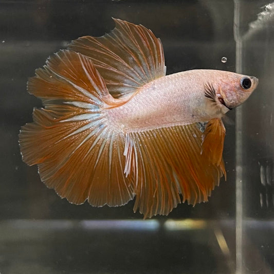 the-fish-farm Male Betta Male Betta - One Only - 4 Choose your favourite Male Betta from The Fish Farm Australia