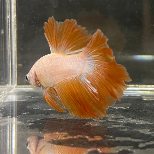 the-fish-farm Male Betta Male Betta - One Only - 4 Choose your favourite Male Betta from The Fish Farm Australia