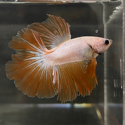 the-fish-farm Male Betta Male Betta - One Only - 4 Choose your favourite Male Betta from The Fish Farm Australia