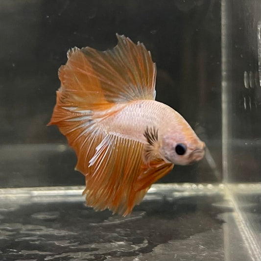 the-fish-farm Male Betta Male Betta - One Only - 4 Choose your favourite Male Betta from The Fish Farm Australia