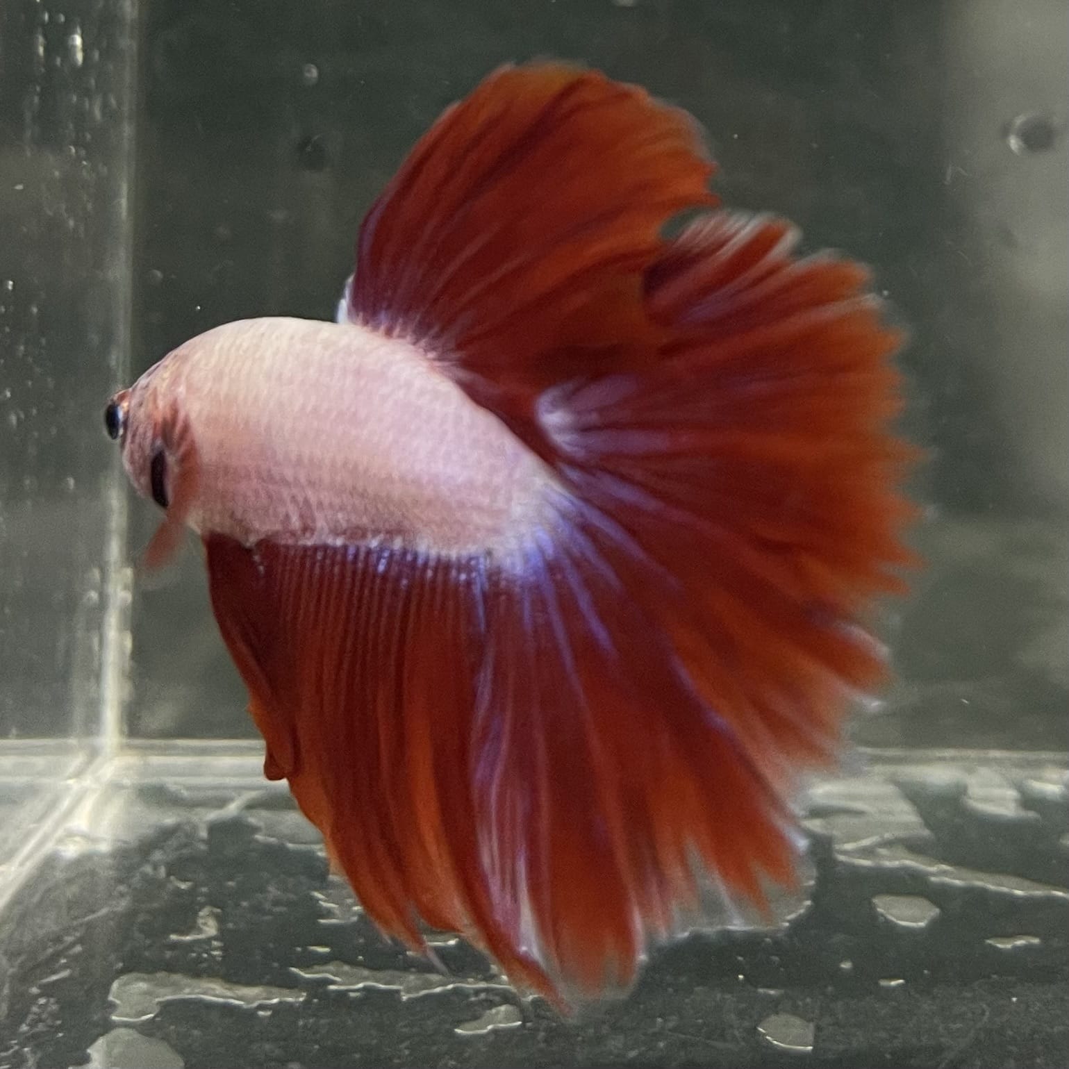 the-fish-farm Male Betta Male Betta - One Only - 4 Choose your favourite Male Betta from The Fish Farm Australia