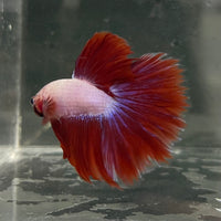the-fish-farm Male Betta Male Betta - One Only - 4 Choose your favourite Male Betta from The Fish Farm Australia