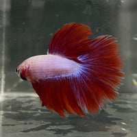 the-fish-farm Male Betta Male Betta - One Only - 4 Choose your favourite Male Betta from The Fish Farm Australia