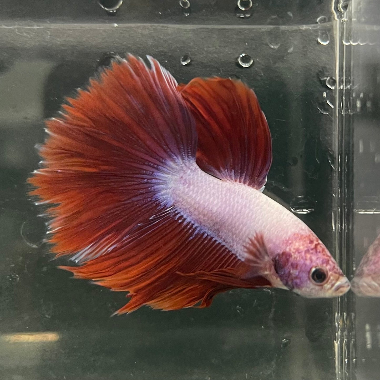 the-fish-farm Male Betta Male Betta - One Only - 4 Choose your favourite Male Betta from The Fish Farm Australia