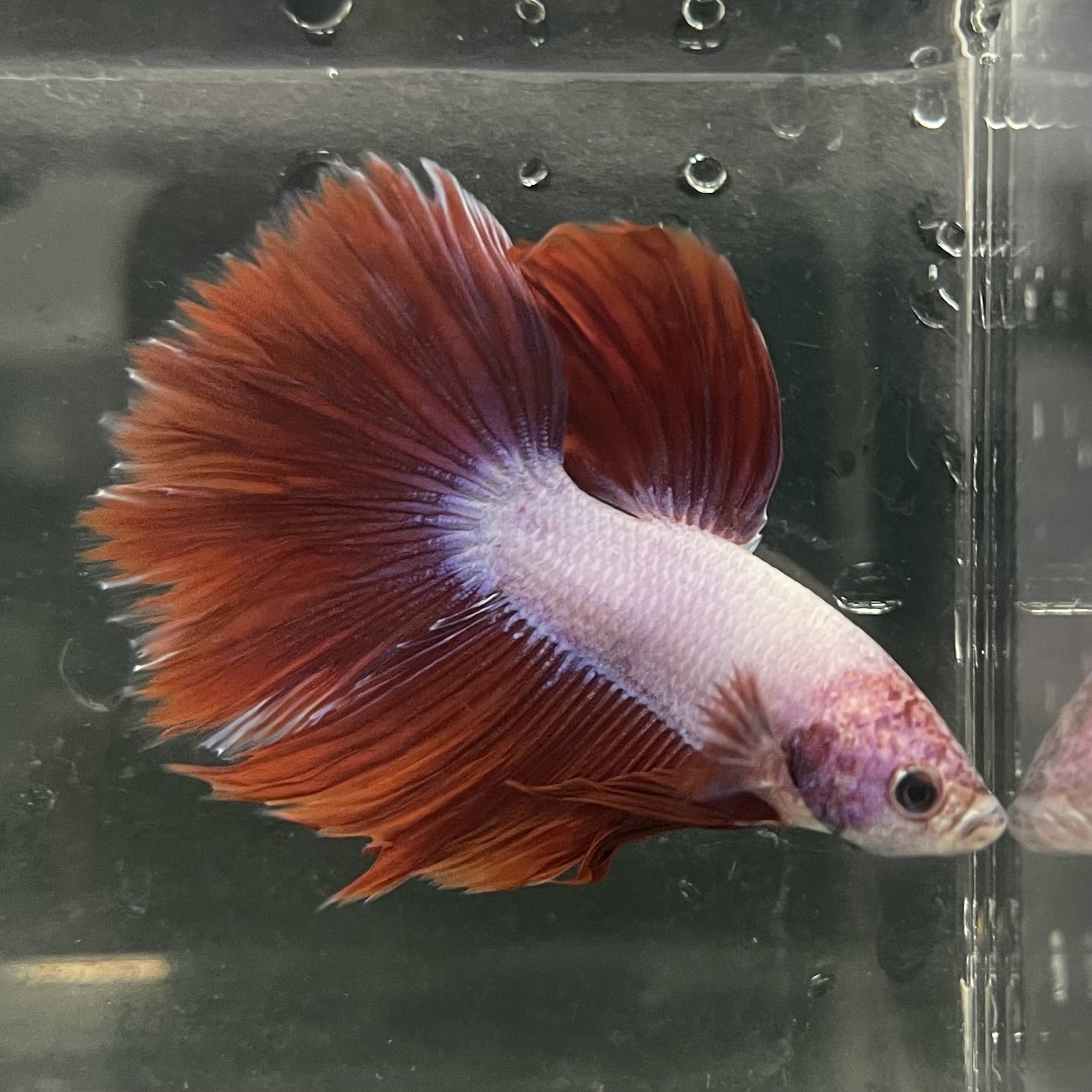 the-fish-farm Male Betta Male Betta - One Only - 4 Choose your favourite Male Betta from The Fish Farm Australia