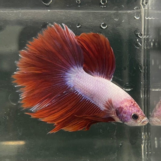 the-fish-farm Male Betta Male Betta - One Only - 4 Choose your favourite Male Betta from The Fish Farm Australia