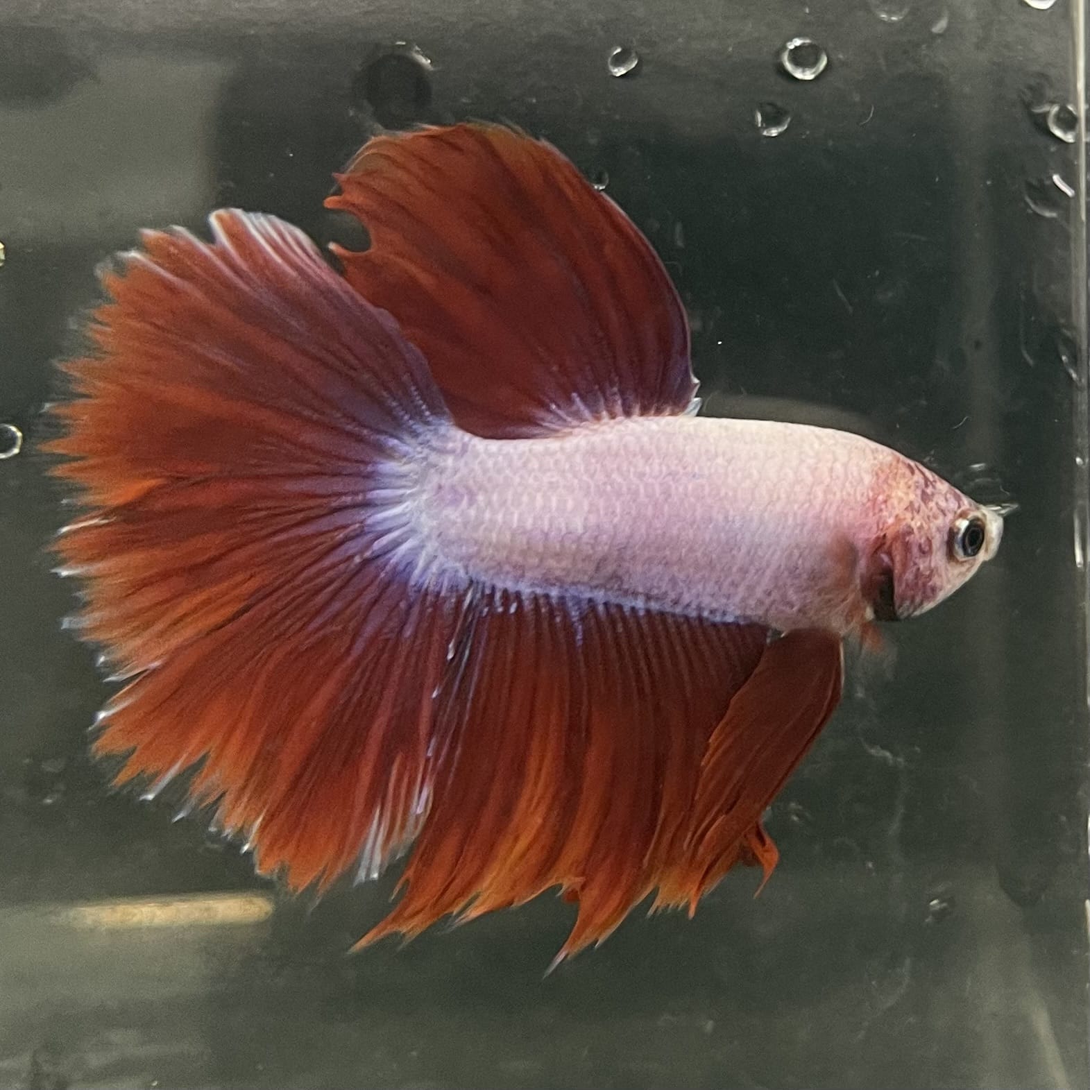 the-fish-farm Male Betta Male Betta - One Only - 4 Choose your favourite Male Betta from The Fish Farm Australia