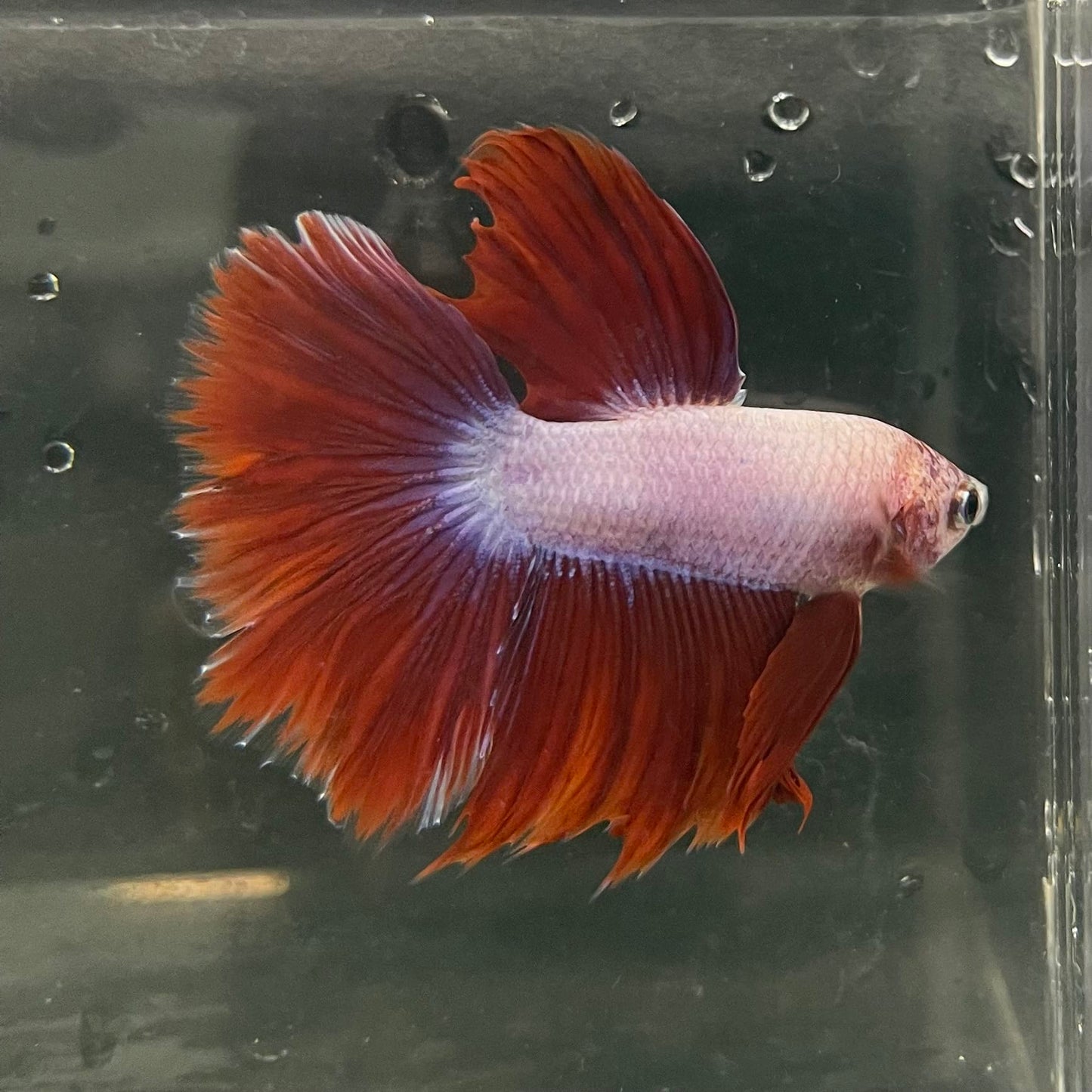 the-fish-farm Male Betta Male Betta - One Only - 4 Choose your favourite Male Betta from The Fish Farm Australia