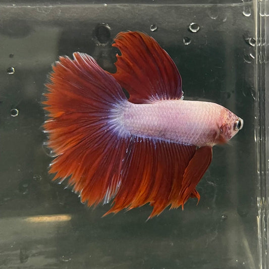 the-fish-farm Male Betta Male Betta - One Only - 4 Choose your favourite Male Betta from The Fish Farm Australia