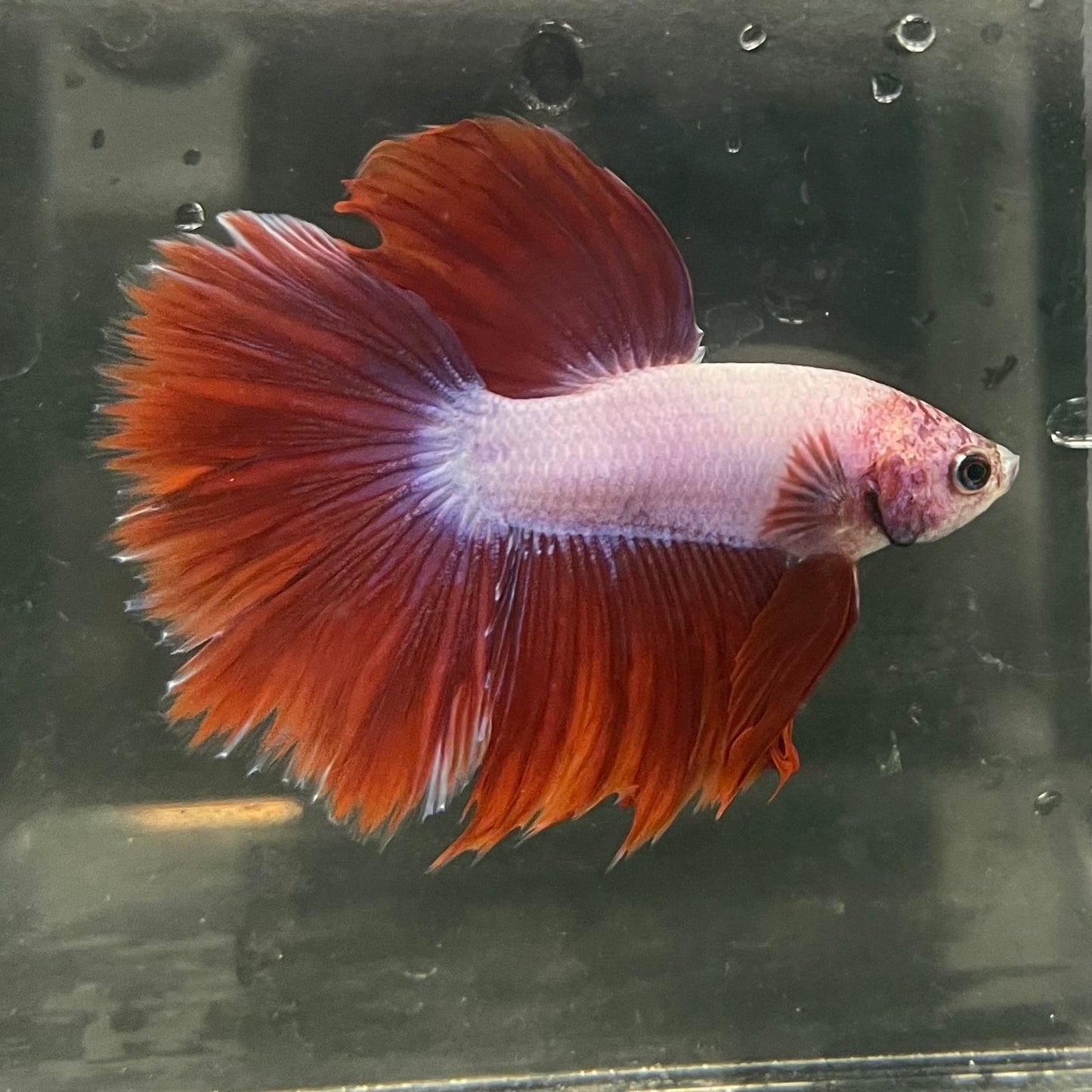 the-fish-farm Male Betta Male Betta - One Only - 4 Choose your favourite Male Betta from The Fish Farm Australia