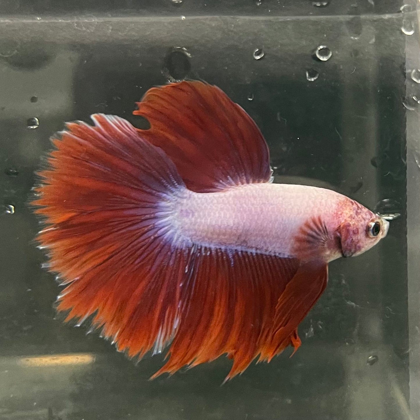 the-fish-farm Male Betta Male Betta - One Only - 4 Choose your favourite Male Betta from The Fish Farm Australia