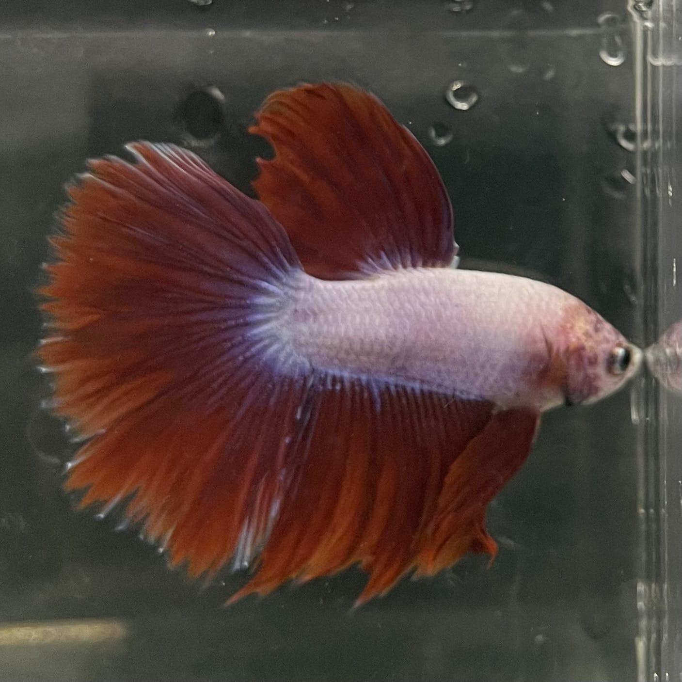 the-fish-farm Male Betta Male Betta - One Only - 4 Choose your favourite Male Betta from The Fish Farm Australia