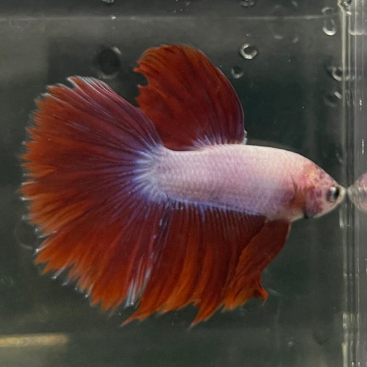 the-fish-farm Male Betta Male Betta - One Only - 4 Choose your favourite Male Betta from The Fish Farm Australia