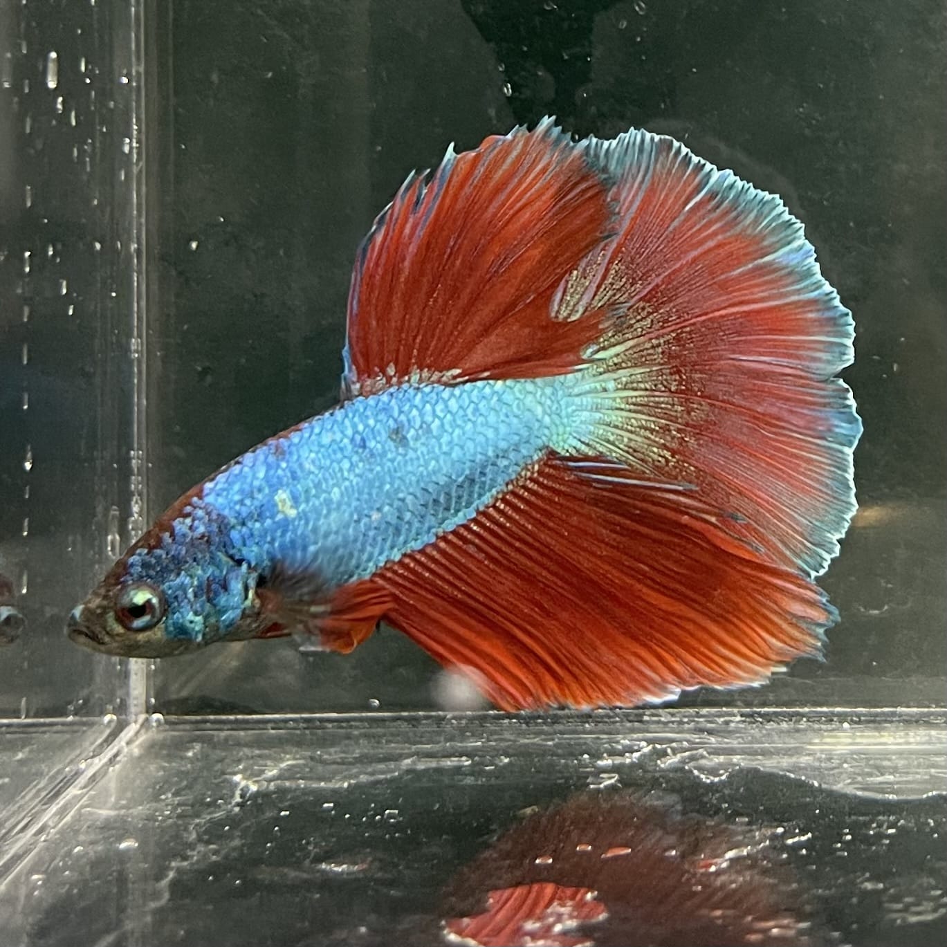 the-fish-farm Male Betta Male Betta - One Only - 4 Choose your favourite Male Betta from The Fish Farm Australia