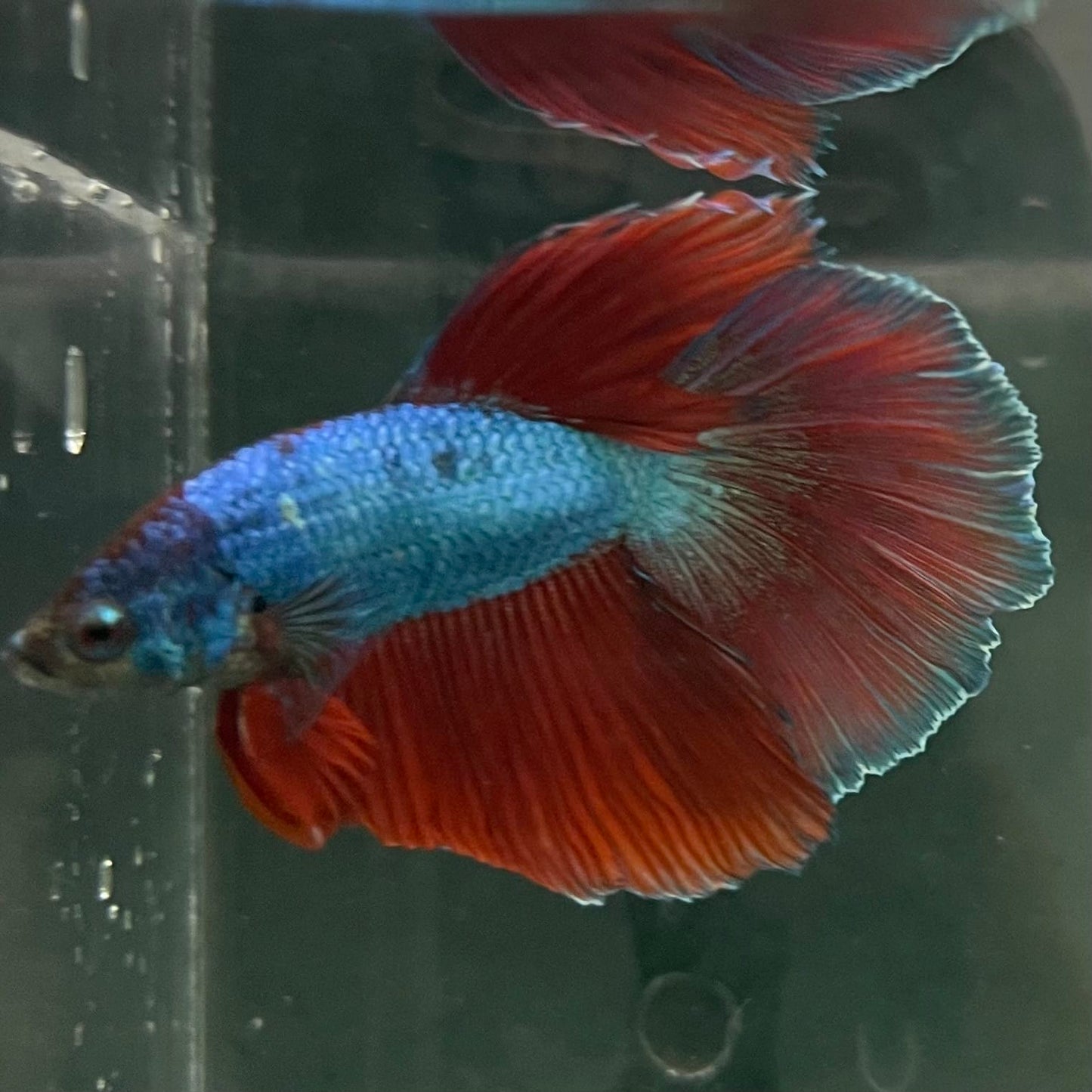 the-fish-farm Male Betta Male Betta - One Only - 4 Choose your favourite Male Betta from The Fish Farm Australia