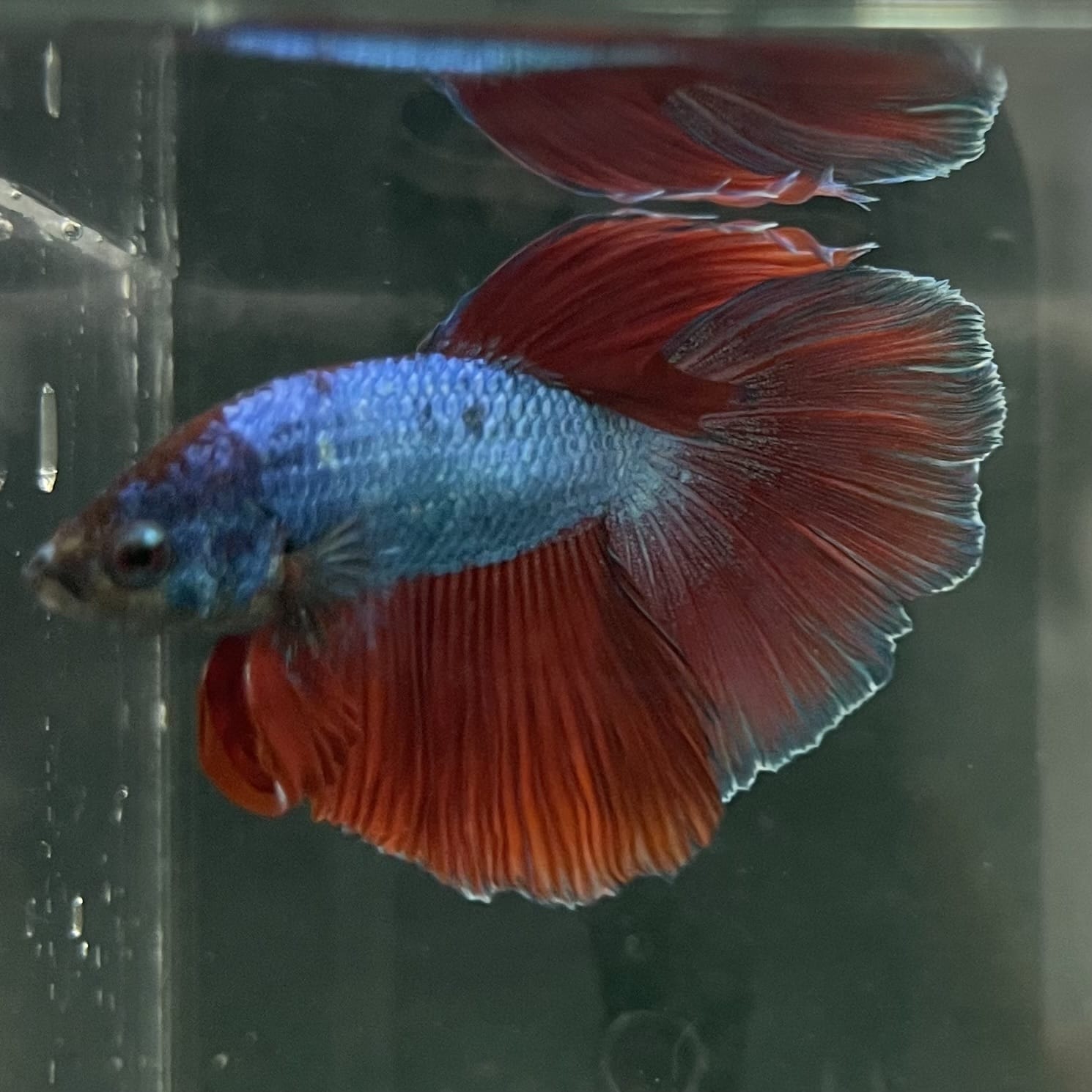 the-fish-farm Male Betta Male Betta - One Only - 4 Choose your favourite Male Betta from The Fish Farm Australia