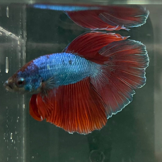 the-fish-farm Male Betta Male Betta - One Only - 4 Choose your favourite Male Betta from The Fish Farm Australia
