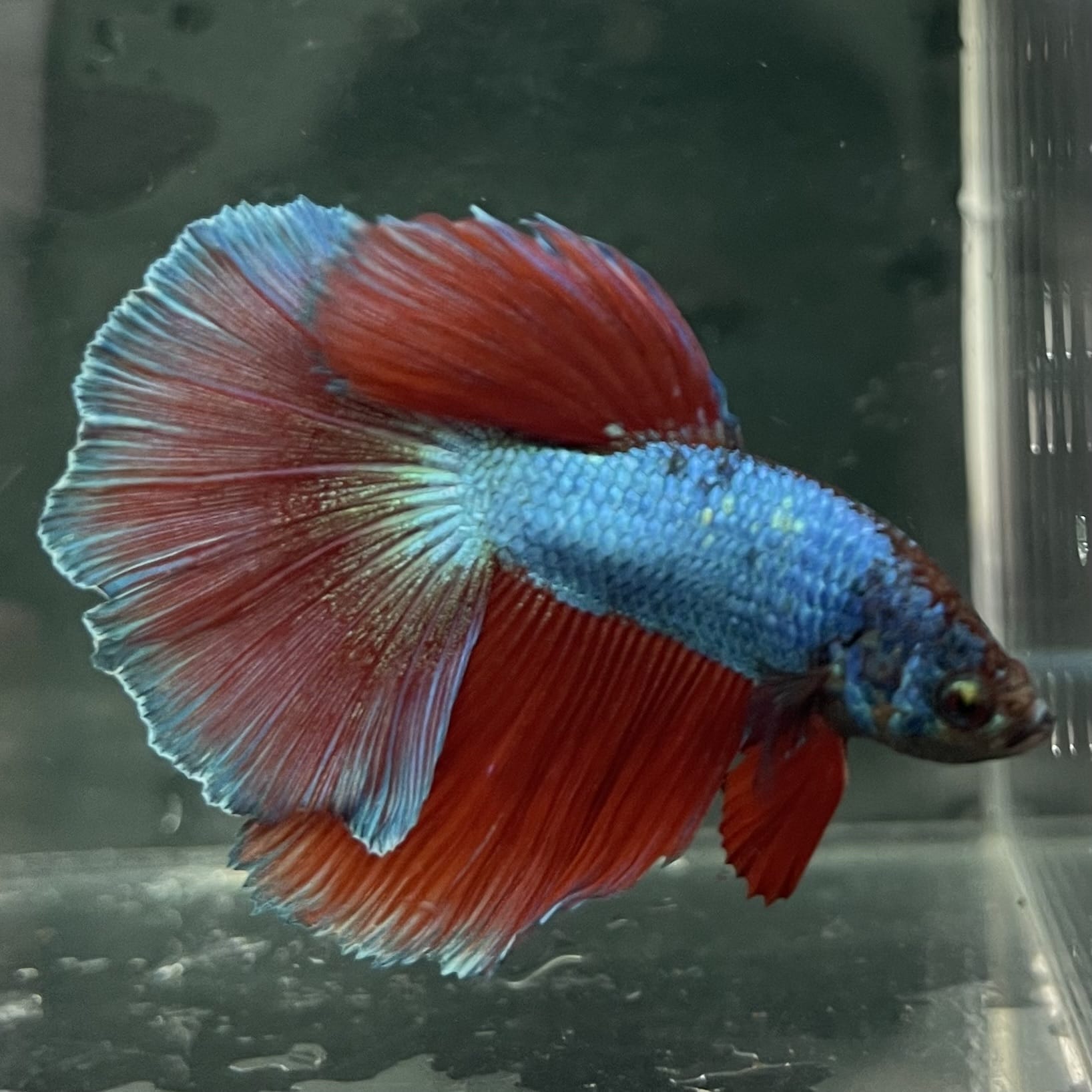 the-fish-farm Male Betta Male Betta - One Only - 4 Choose your favourite Male Betta from The Fish Farm Australia