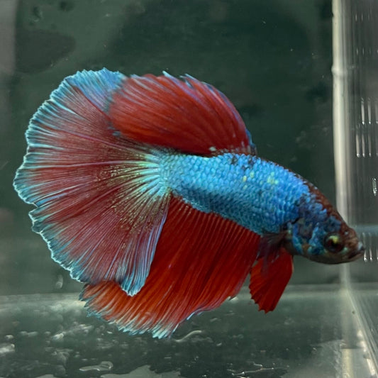 the-fish-farm Male Betta Male Betta - One Only - 4 Choose your favourite Male Betta from The Fish Farm Australia