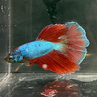 the-fish-farm Male Betta Male Betta - One Only - 4 Choose your favourite Male Betta from The Fish Farm Australia
