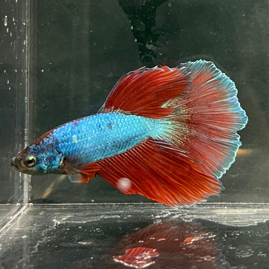 the-fish-farm Male Betta Male Betta - One Only - 4 Choose your favourite Male Betta from The Fish Farm Australia