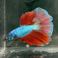 the-fish-farm Male Betta Male Betta - One Only - 4 Choose your favourite Male Betta from The Fish Farm Australia