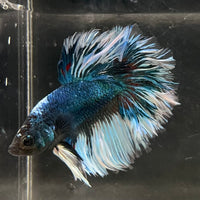the-fish-farm Male Betta Male Betta - One Only - 4 Choose your favourite Male Betta from The Fish Farm Australia