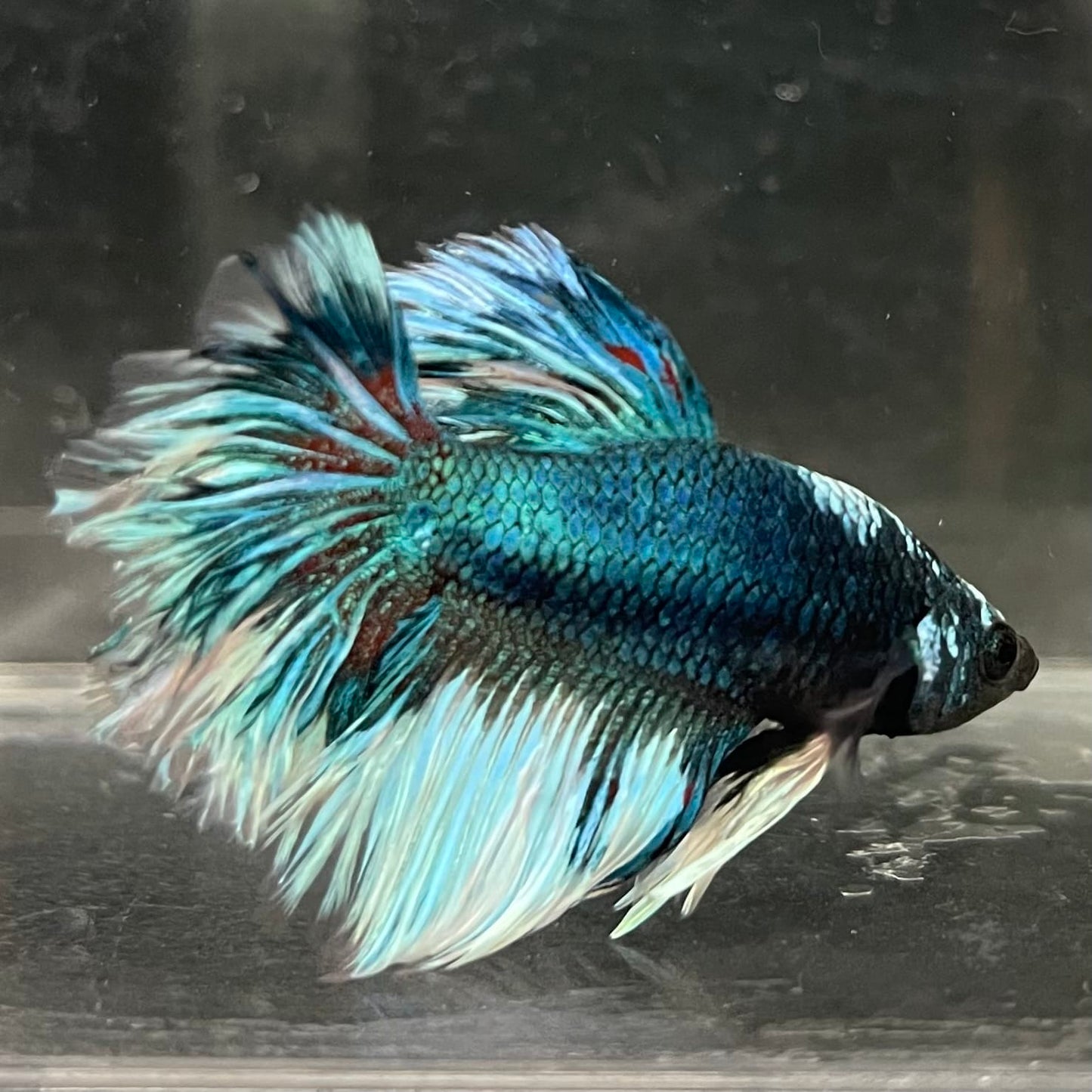 the-fish-farm Male Betta Male Betta - One Only - 4 Choose your favourite Male Betta from The Fish Farm Australia