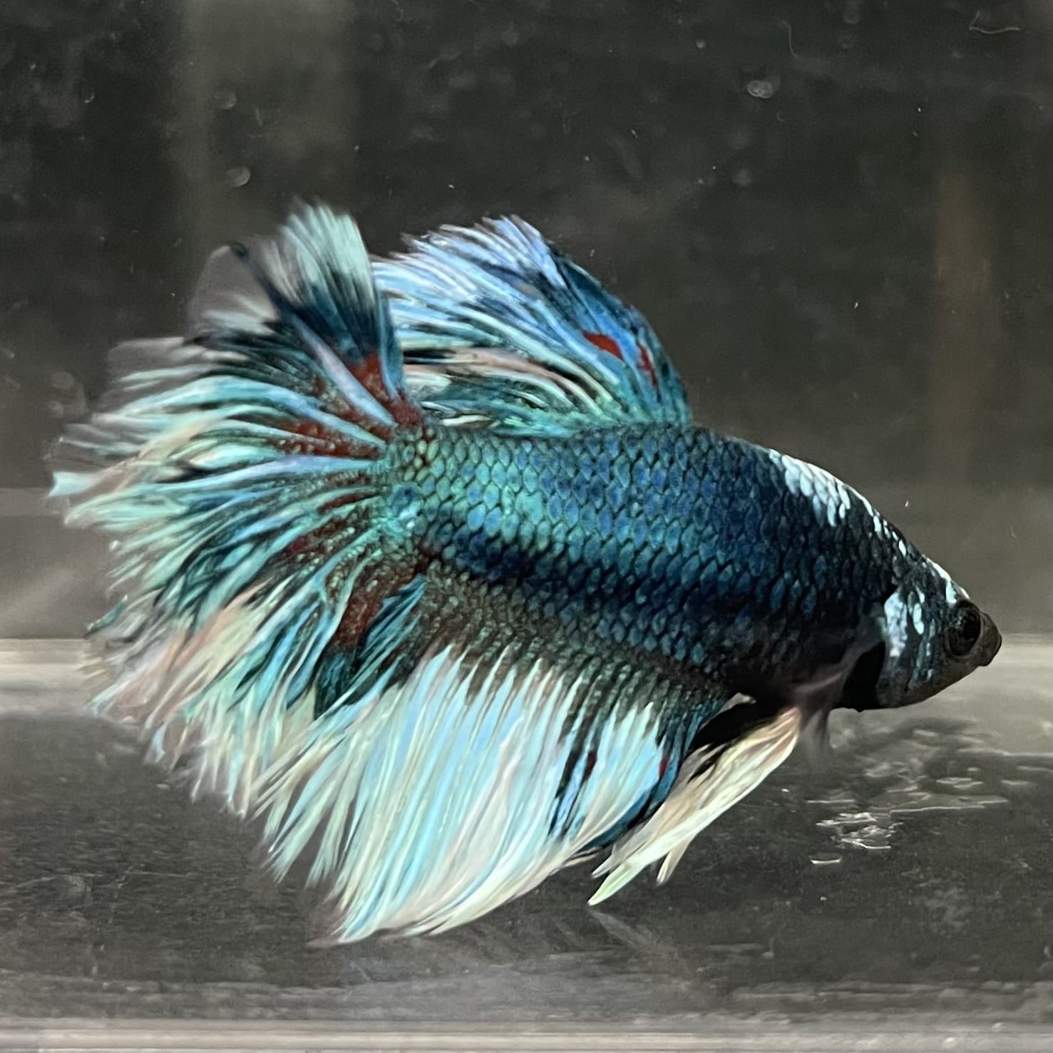 the-fish-farm Male Betta Male Betta - One Only - 4 Choose your favourite Male Betta from The Fish Farm Australia