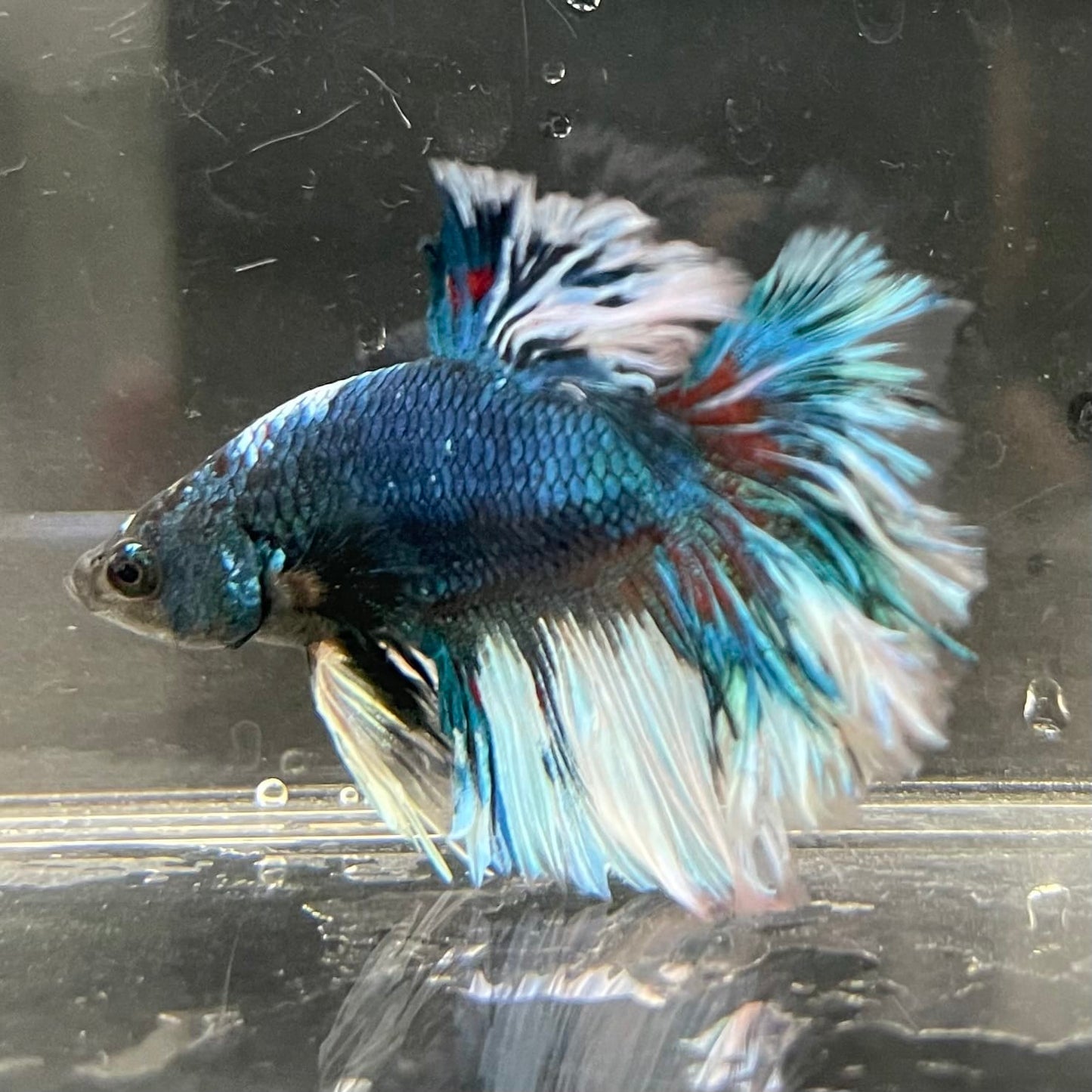 the-fish-farm Male Betta Male Betta - One Only - 4 Choose your favourite Male Betta from The Fish Farm Australia